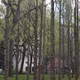 A view of Maya Lin’s Ghost Forest installation in Madison Square Park, New York City.